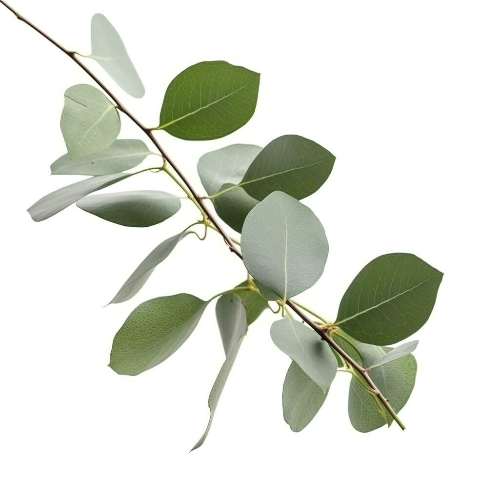 eucalyptus Afdeling geïsoleerd Aan wit achtergrond. vlak leggen, top visie. bloemen concept, genereren ai foto