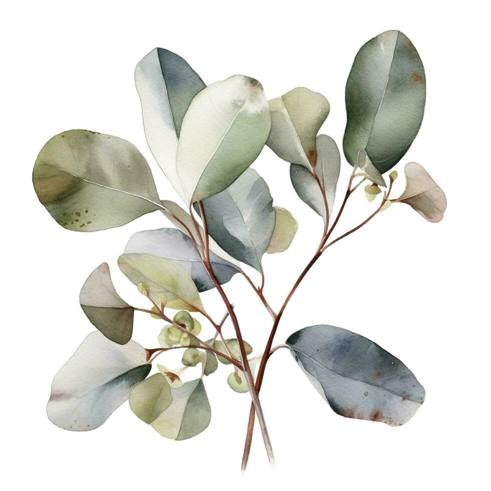 eucalyptus Afdeling geïsoleerd Aan wit achtergrond. vlak leggen, top visie. bloemen concept, genereren ai foto