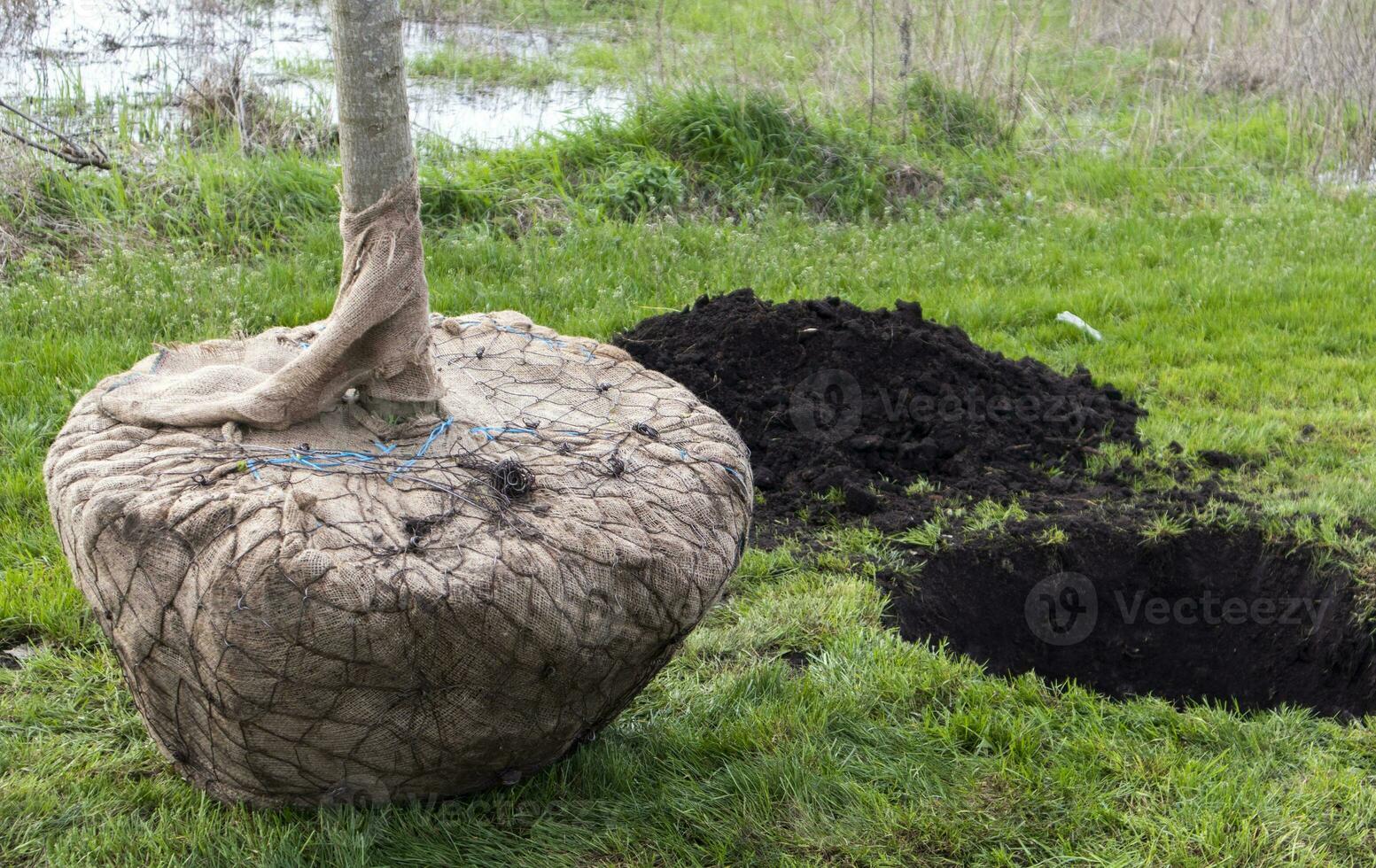 zaailing klaar voor aanplant in stad park, landschapsarchitectuur concept. jong bomen in stedelijk omgeving, groen concept. warm weer voor aanplant bomen detailopname. de concept van herbebossing. foto