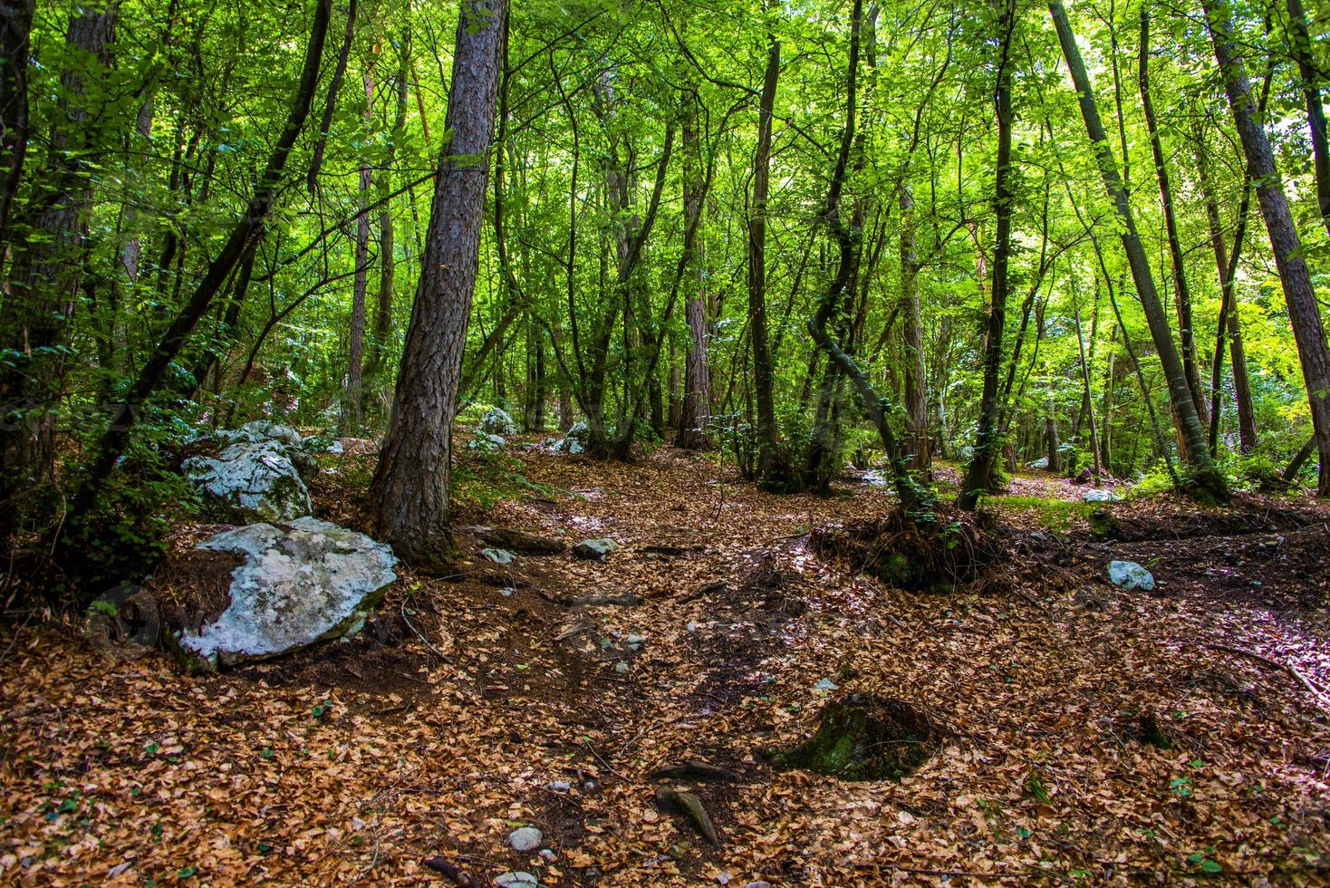 bomen in het bos foto