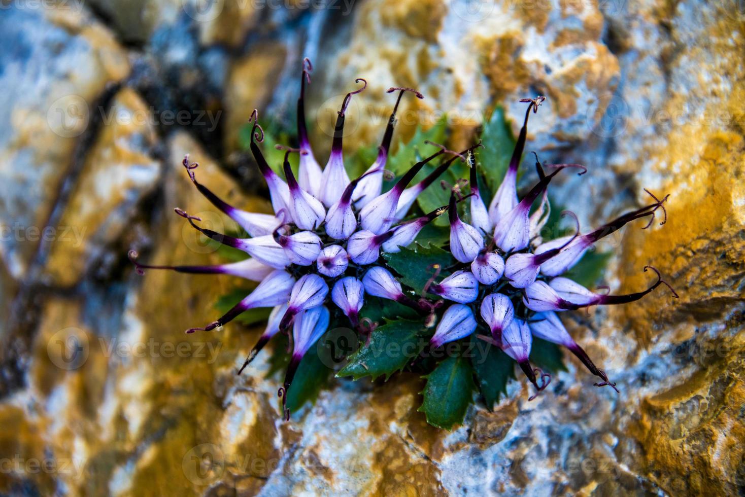 physoplexis comosa rampions in de dolomieten van cortina d'ampezzo foto