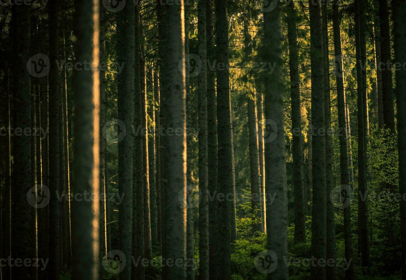 Woud zomer landschap foto