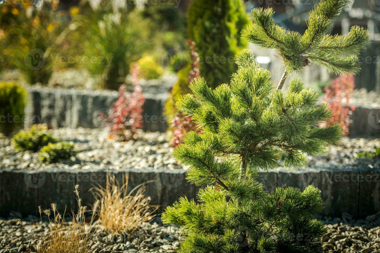 decoratief naaldboom en rotstuin tuin dichtbij omhoog foto