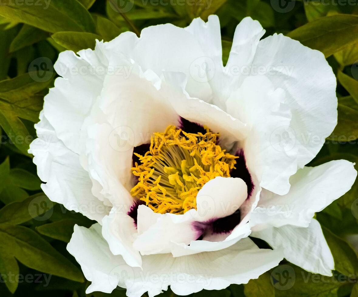 bloemen van de dwerg pioen. bloeiend boom pioen. detailopname. rotsachtig pioen. bloemen natuurlijk achtergrond. foto