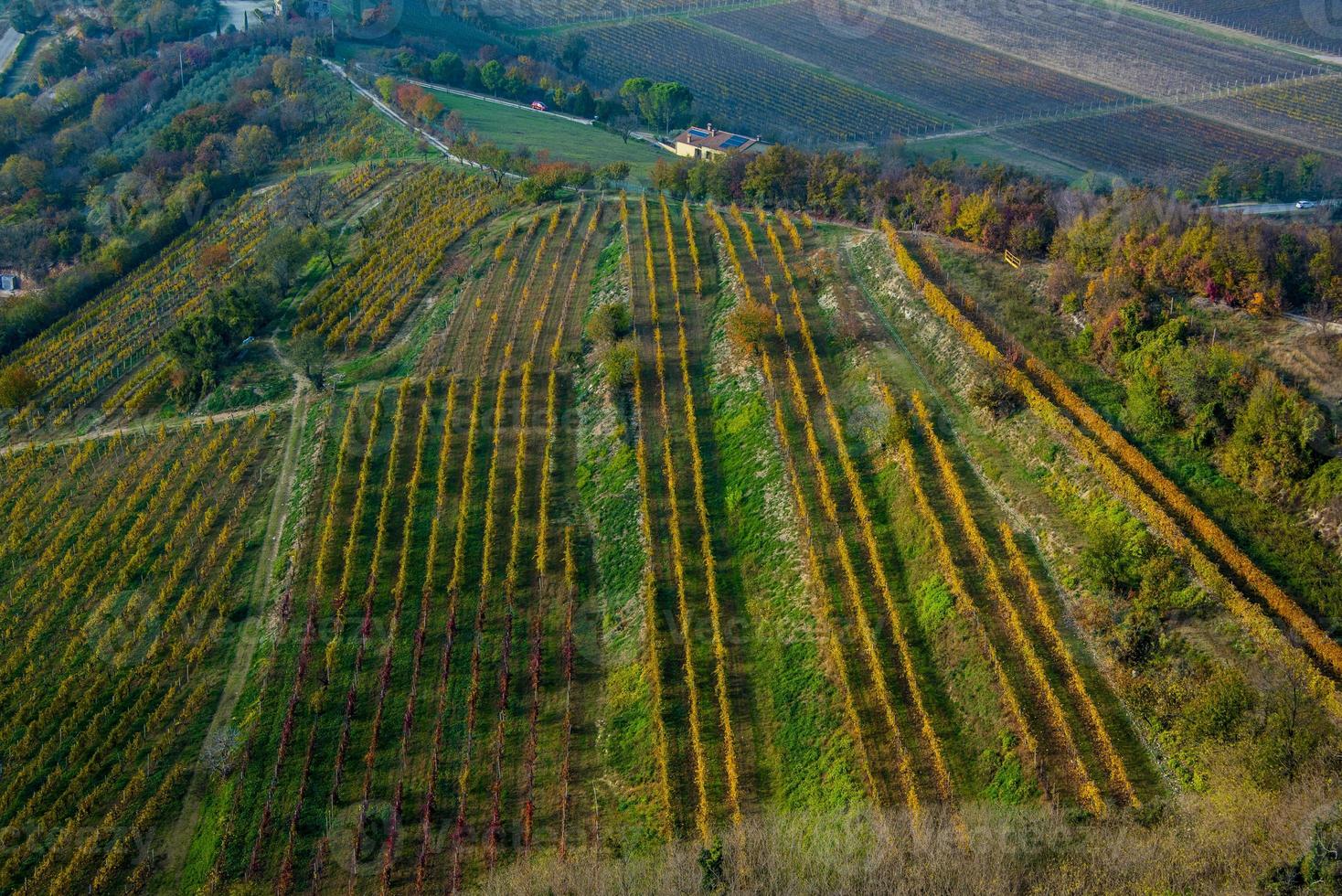 rijen wijnstokken rood en geel gekleurd in de herfst van Monte Cinto foto