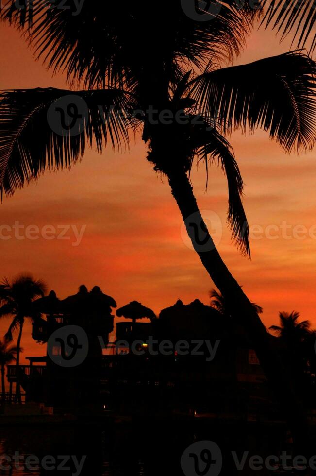 palm boom over- de zonsondergang foto