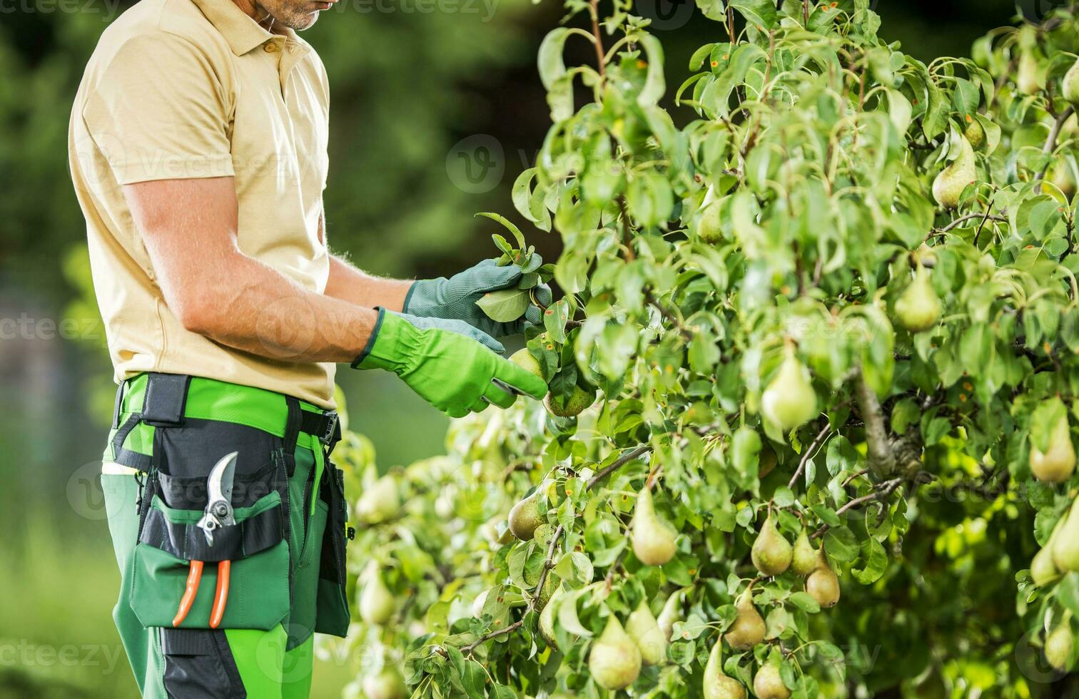 tuinman controle een Peer fruit foto