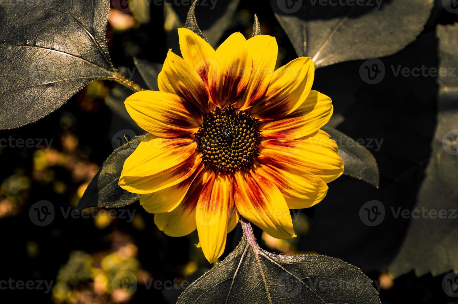 zonnebloem in geel en groen bij Mantova foto