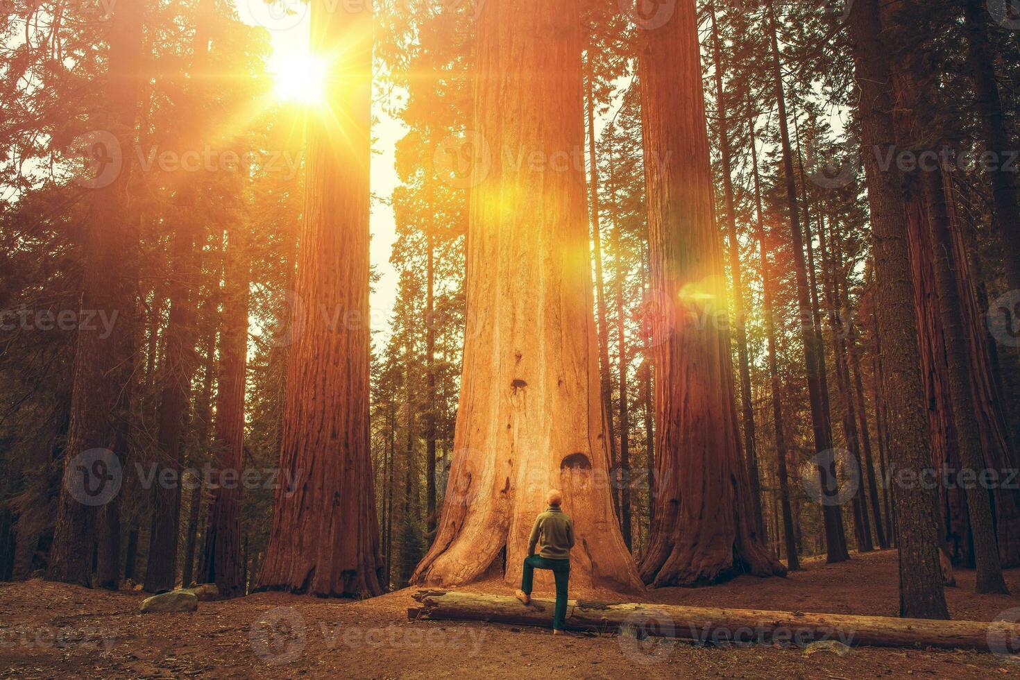 wandelaar in voorkant van reusachtig sequoia foto