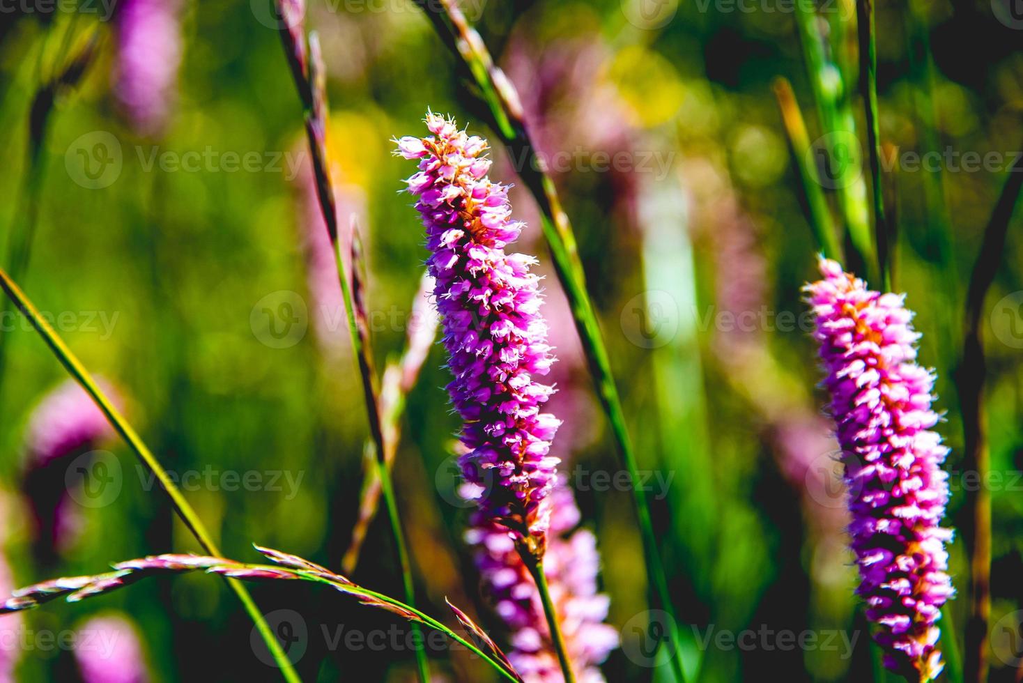 close-up van persicaria affinis op monte altissimo di nago in trento, italië foto