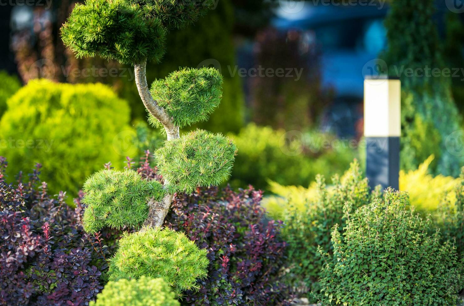 sier- pijnboom boom foto