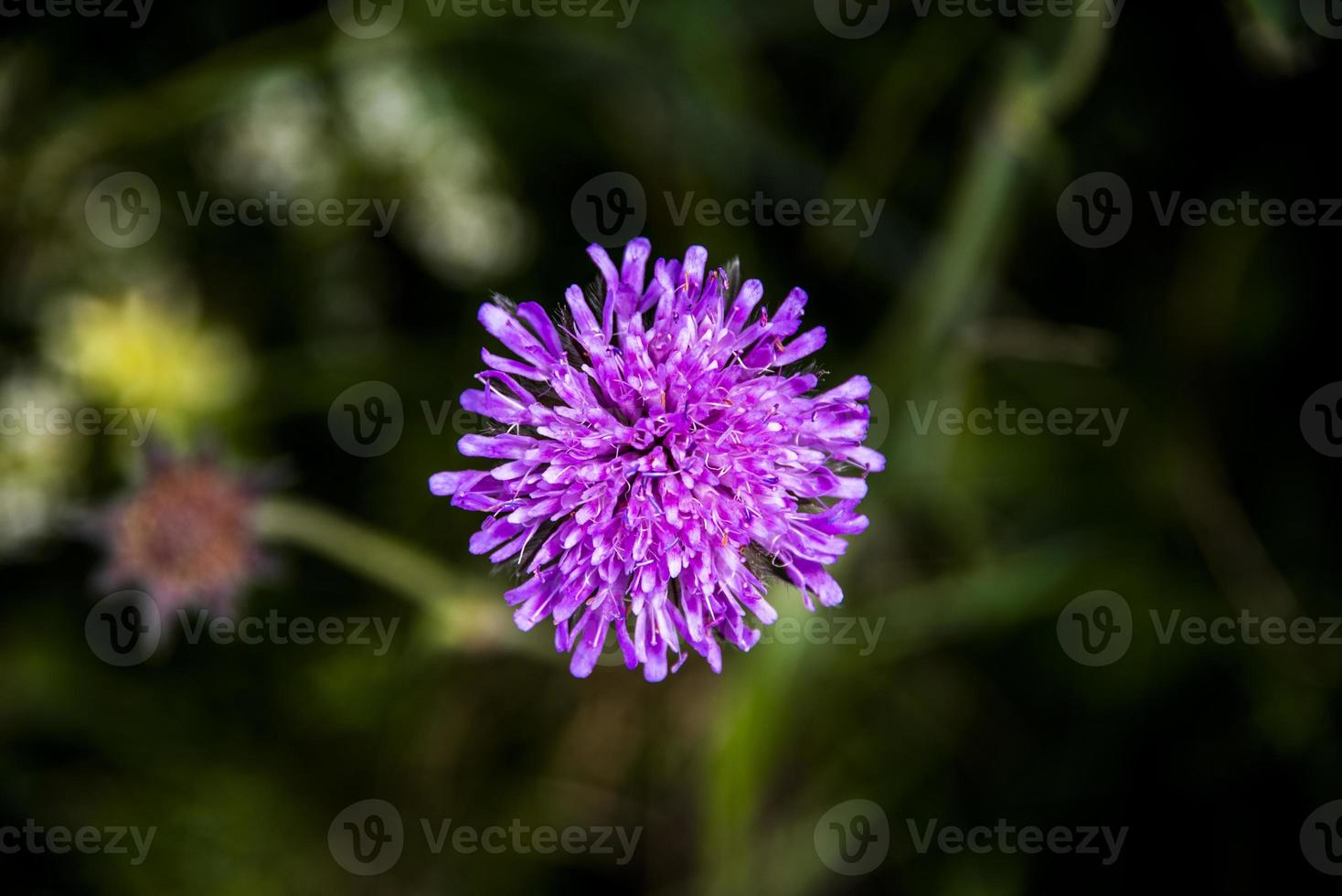 close-up van knautia arvensis op monte altissimo di nago in trento, italië foto