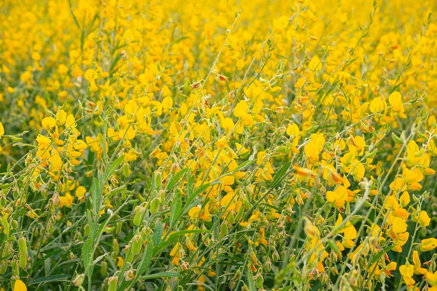 sunhemp bloem met tuin bloemen en bloemen foto