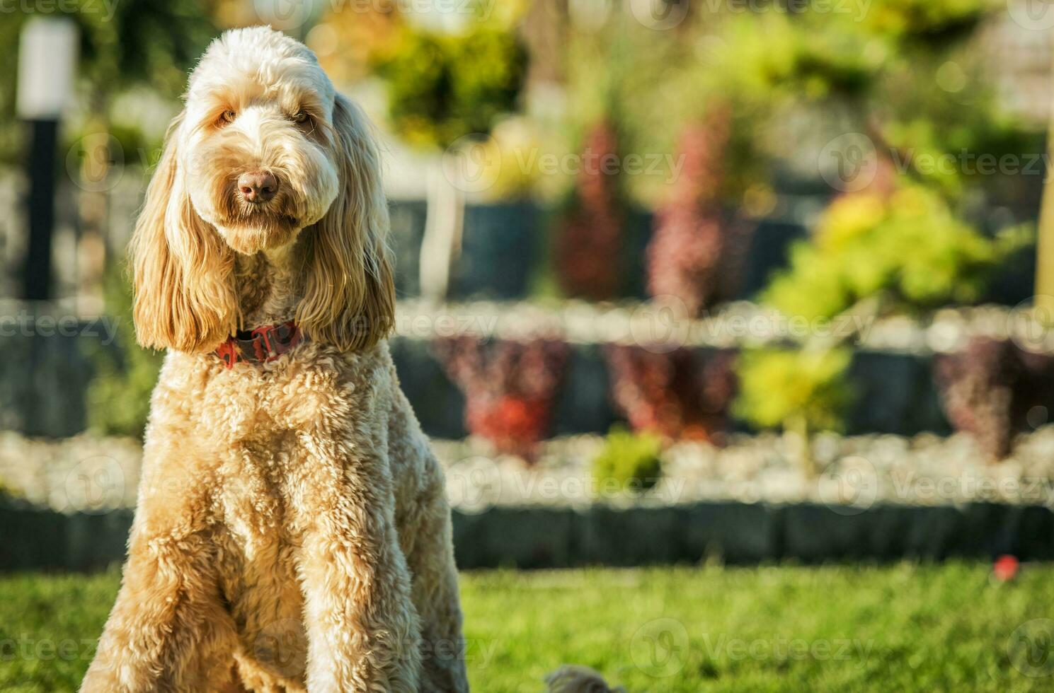 goldendoodle zittend Aan gras in werf buiten huis. foto