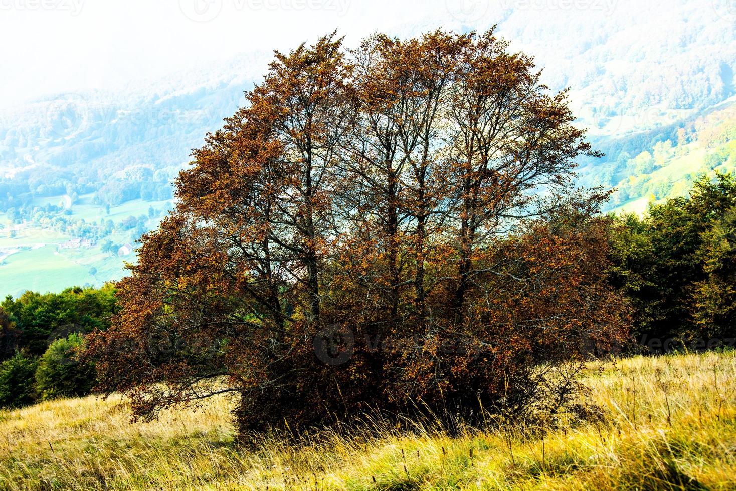 bomen in de herfst foto