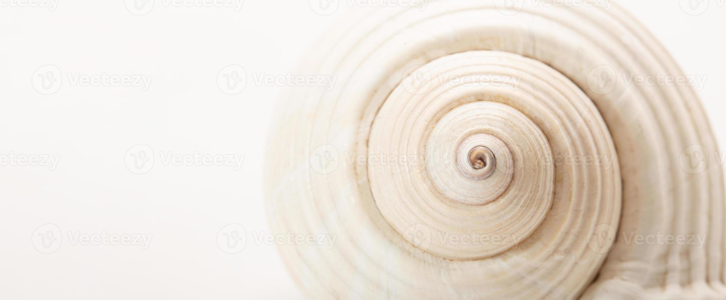 shell textuur swirl foto