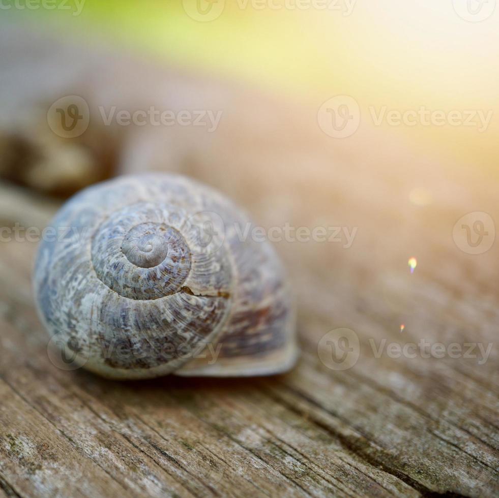 kleine witte slak in de natuur foto