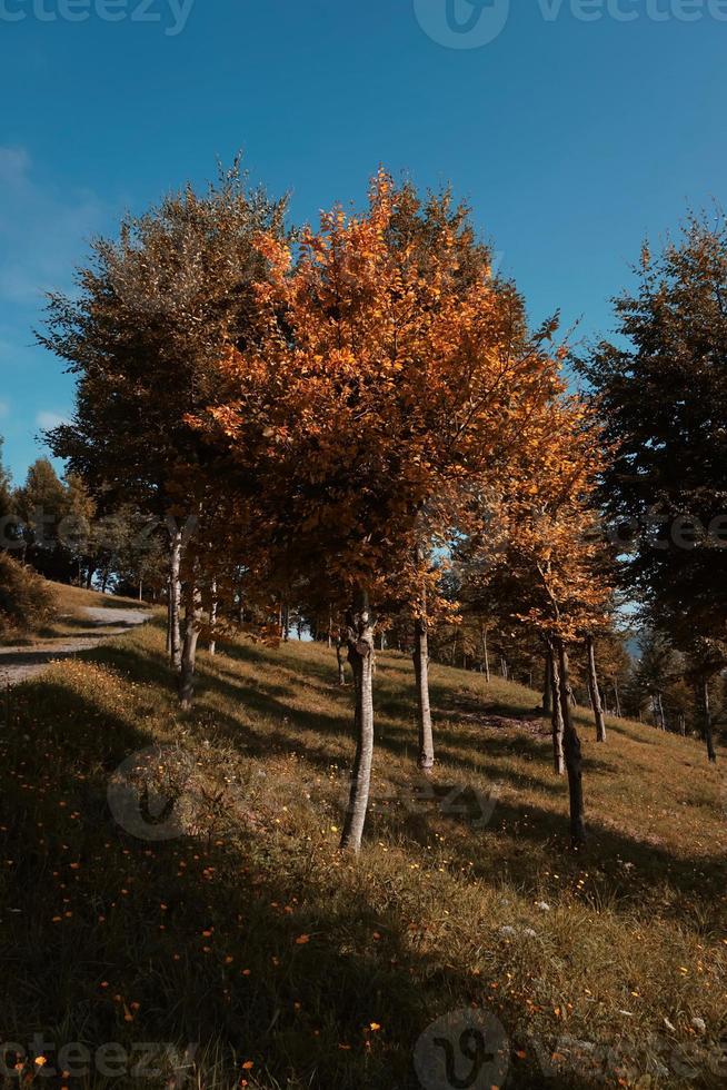 bomen in de bergen in de herfstseizoen foto