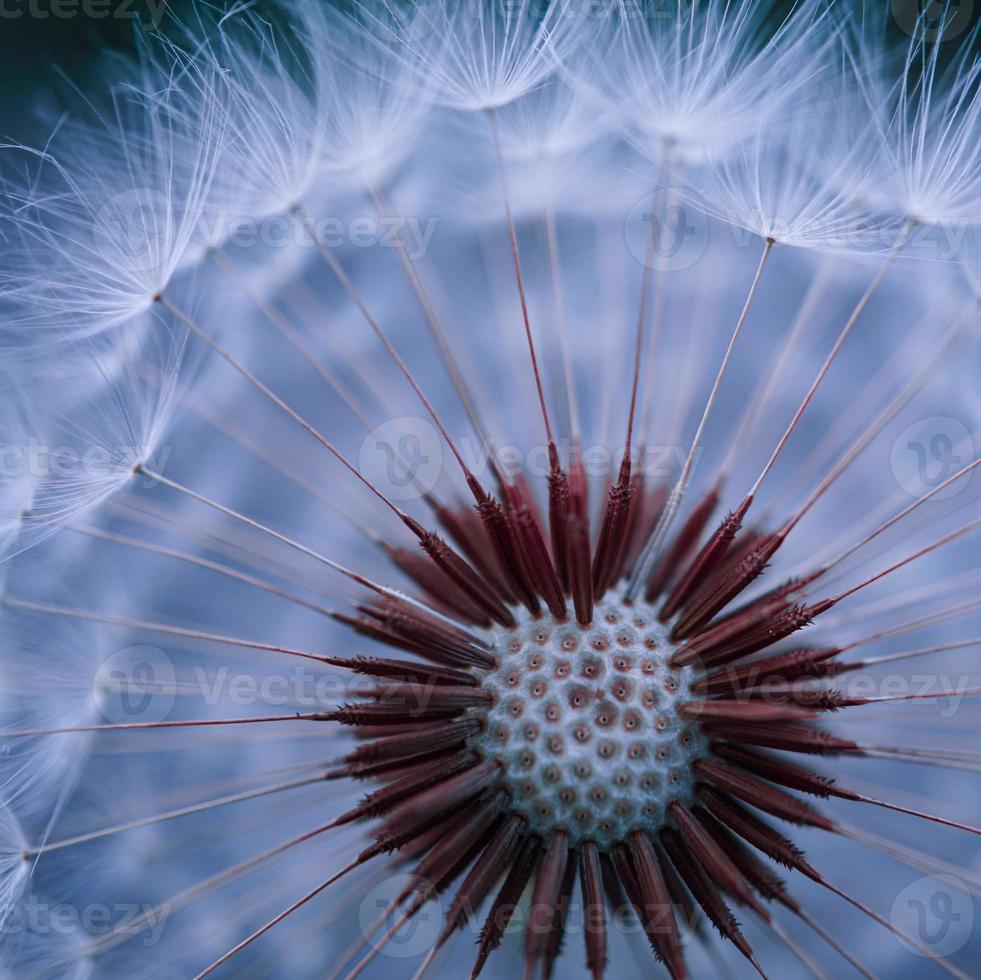 romantische paardebloembloem in de lente foto