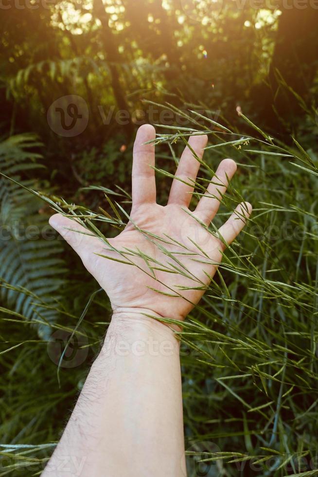 hand aanraken van de planten foto