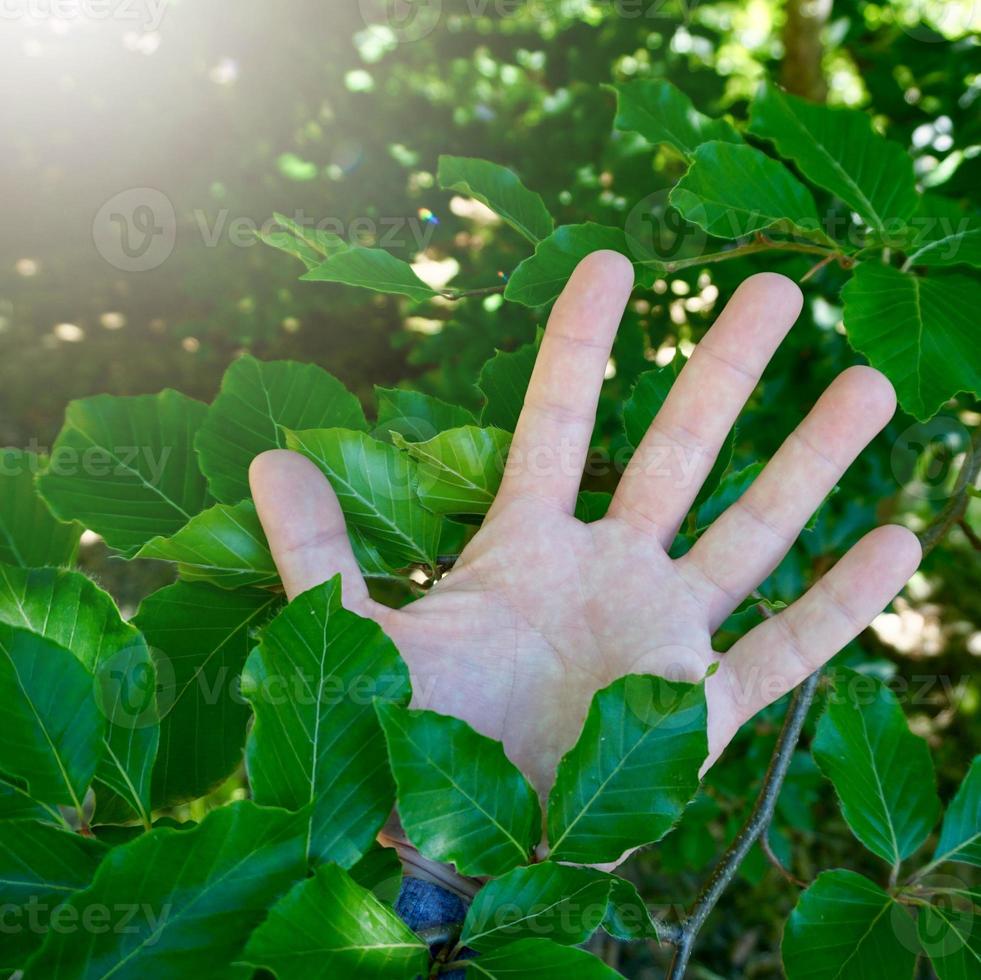 hand met groene bladeren die de aard voelen foto