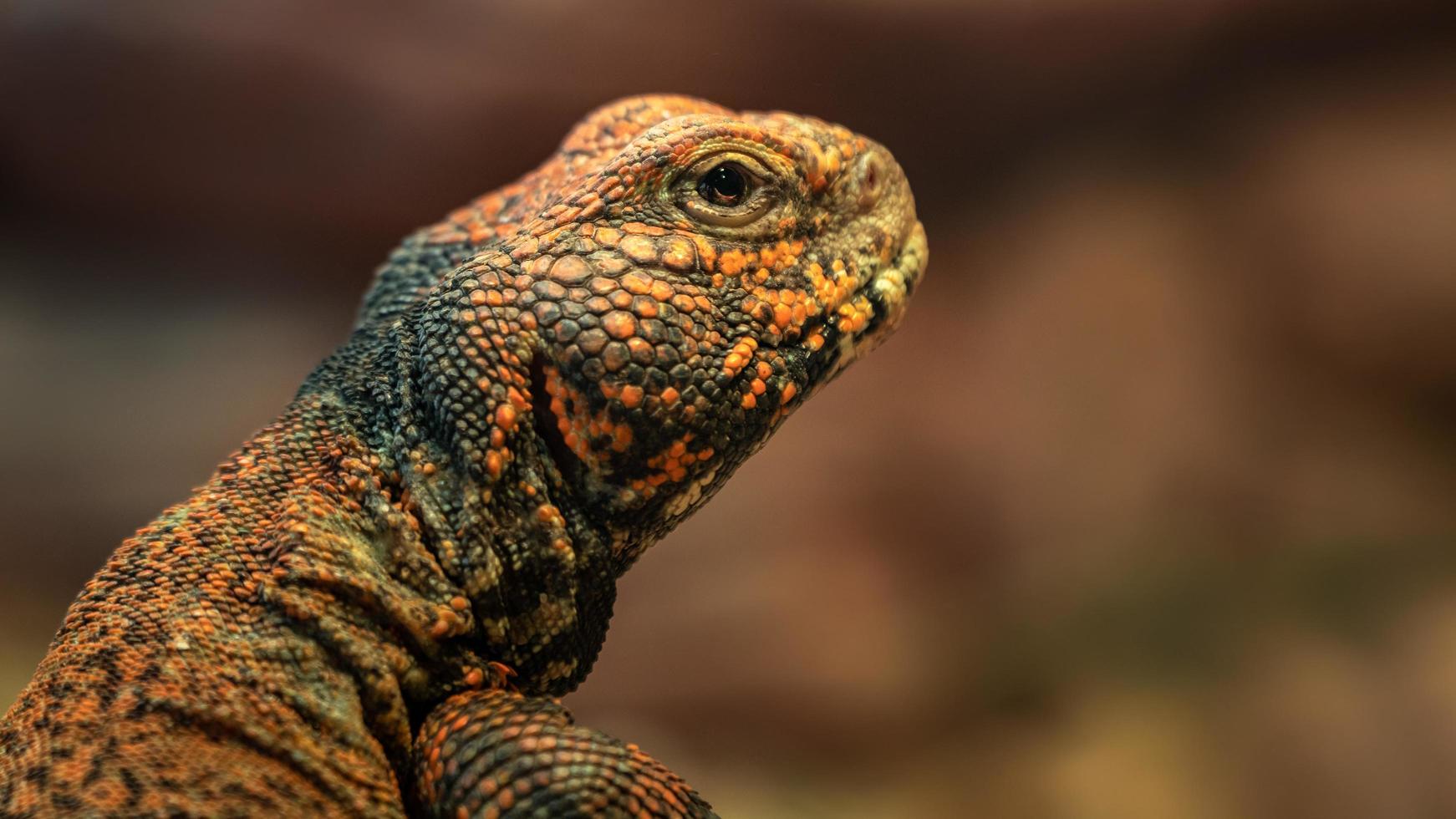 trnorep skalni uromastyx acanthinura foto