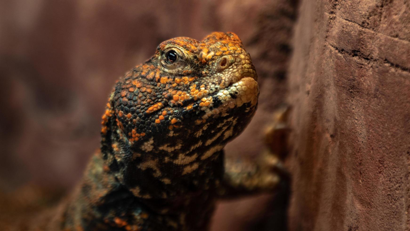 trnorep skalni uromastyx acanthinura foto