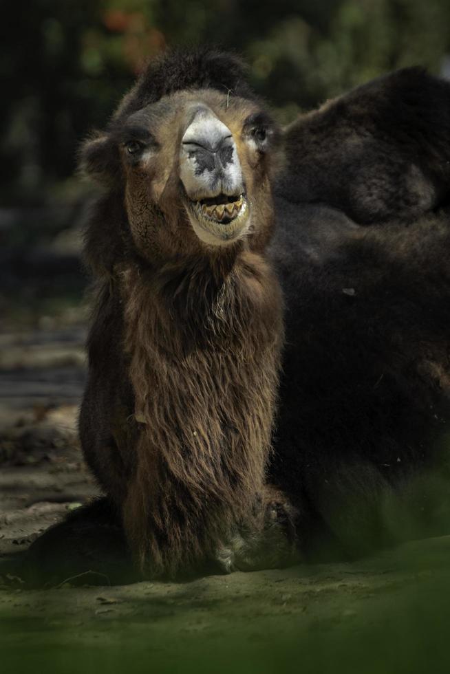 bactrische kameel achter bladeren foto