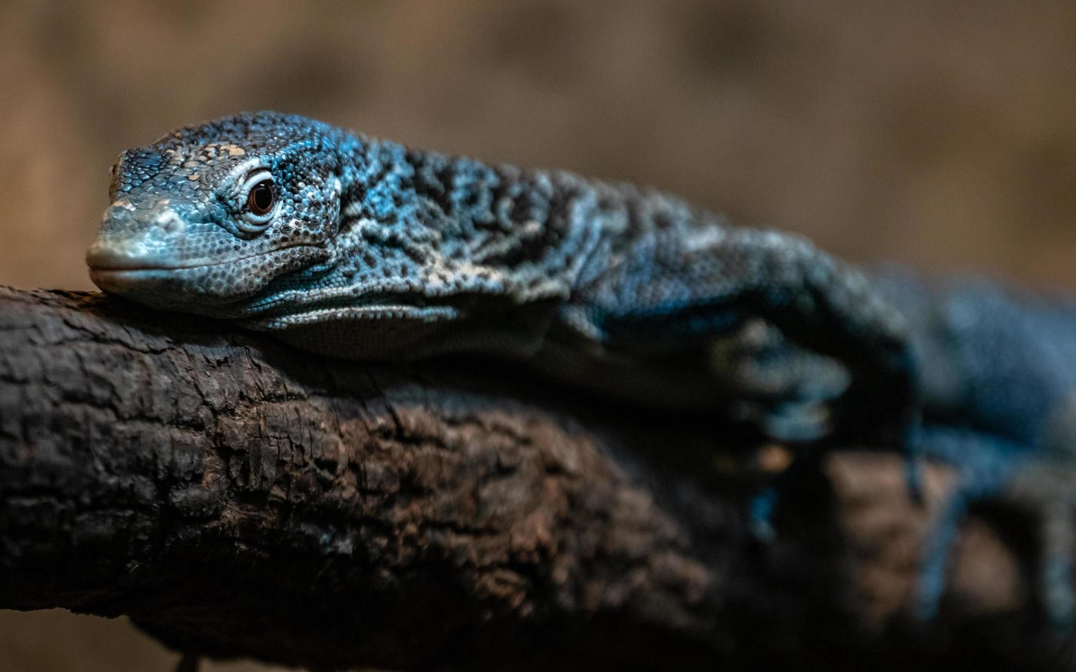 blauw gevlekte boommonitor foto