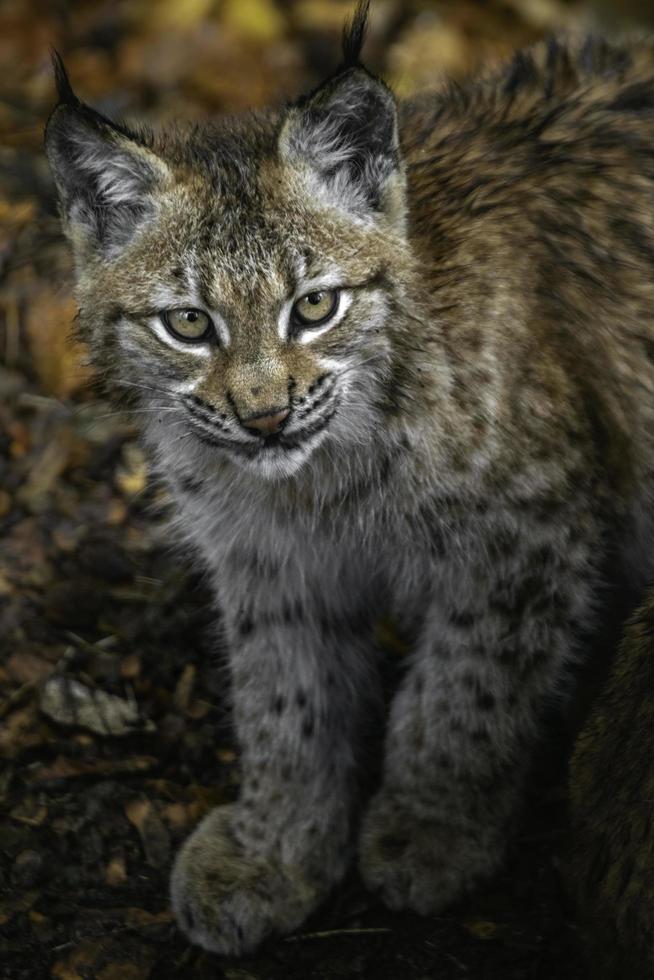 portret van Euraziatische lynx foto