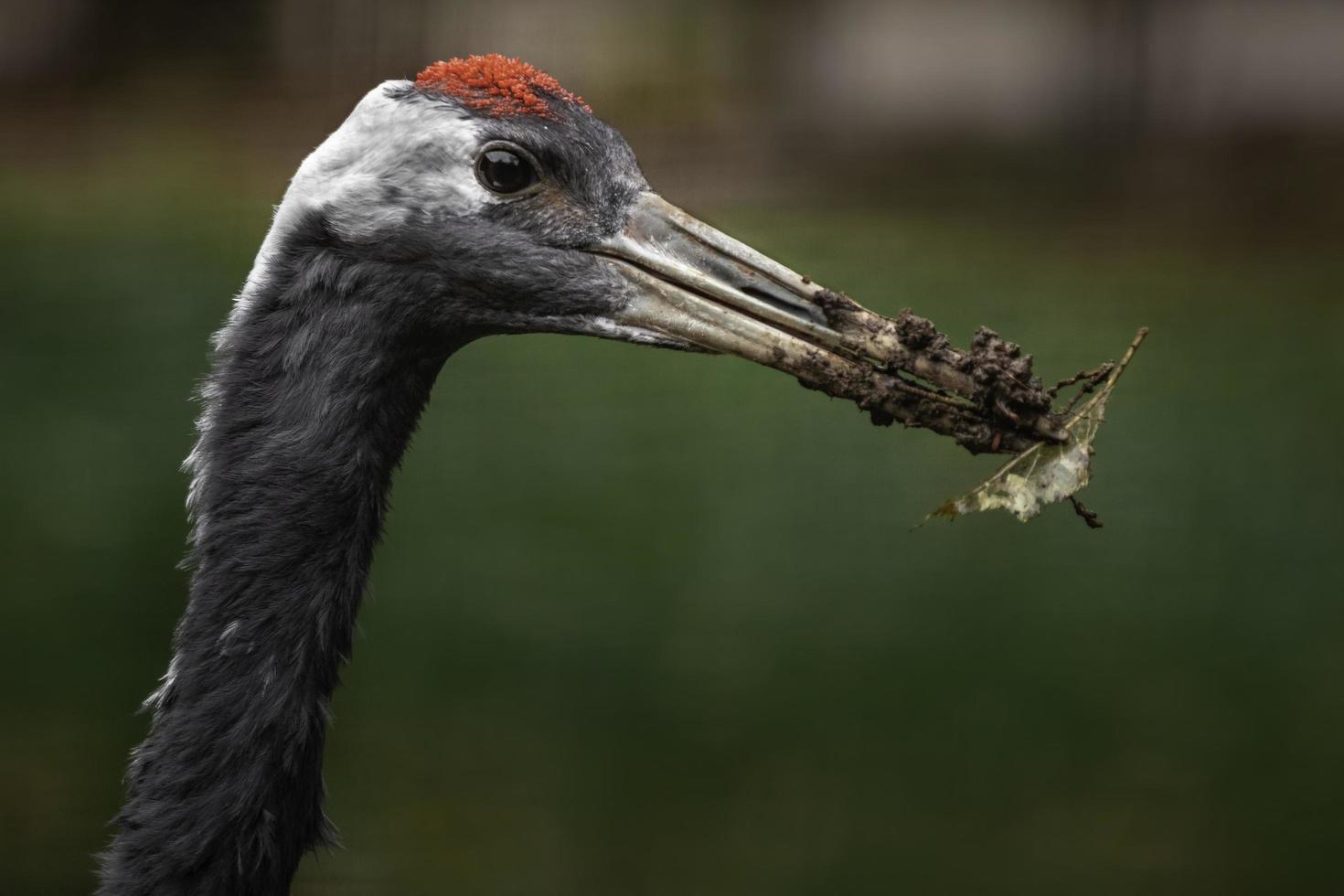 rode gekroonde kraan foto