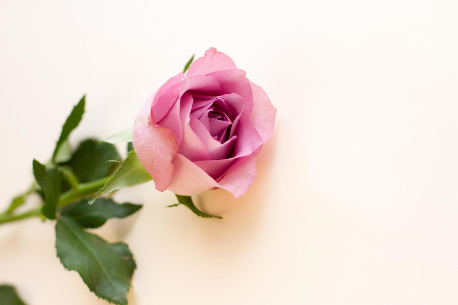 enkele lila pionvormige roos op lichte achtergrond foto