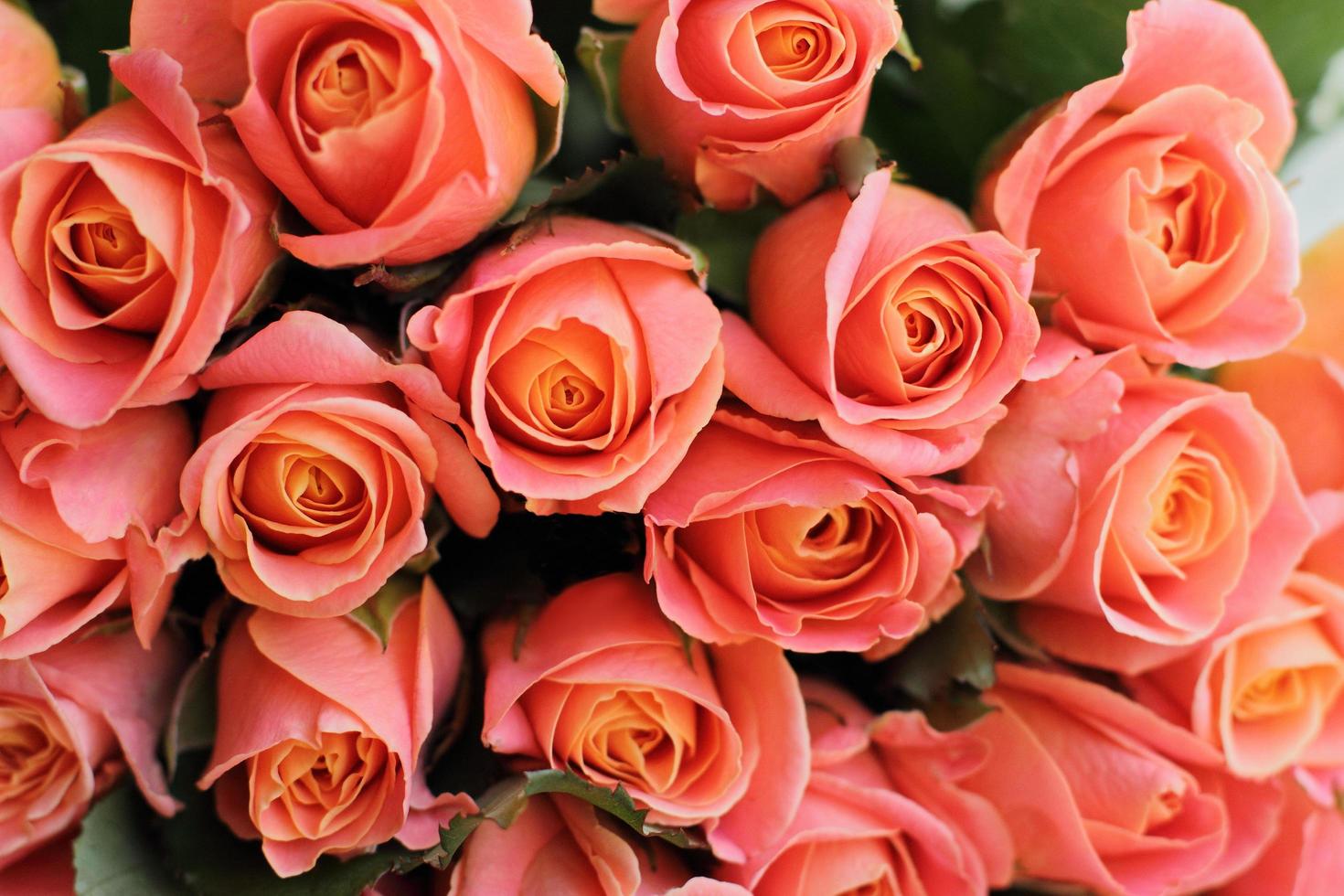 koraalroos boeket bloemen foto