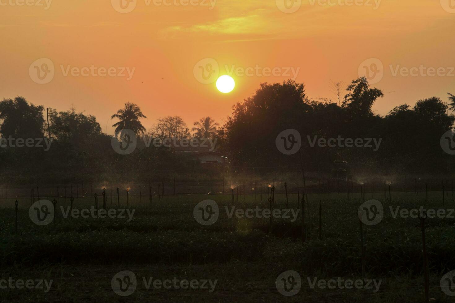 mooi zon is stijgende lijn in de groente tuin in de vroeg ochtend- van boeren, gieter met springers naar Doorzichtig de ochtend- dauw en voorkomen ziekte. foto