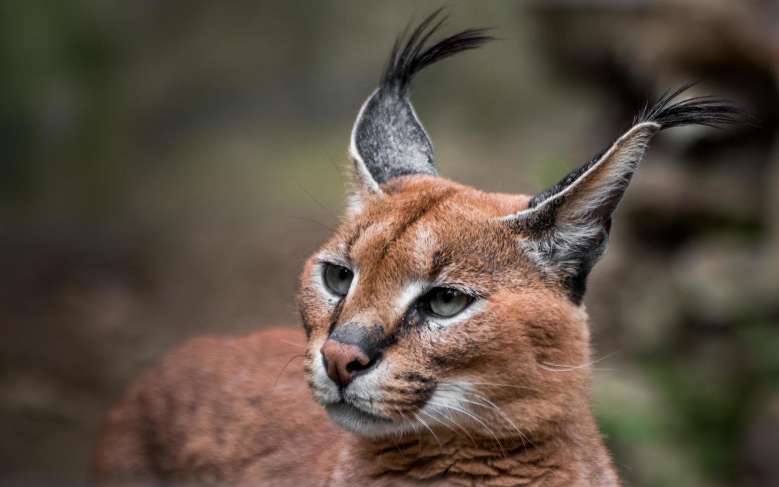 portret van caracal foto