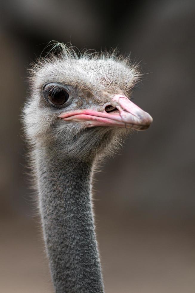 portret van gewone struisvogel foto