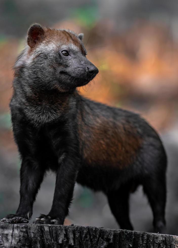 bush dog in dierentuin foto