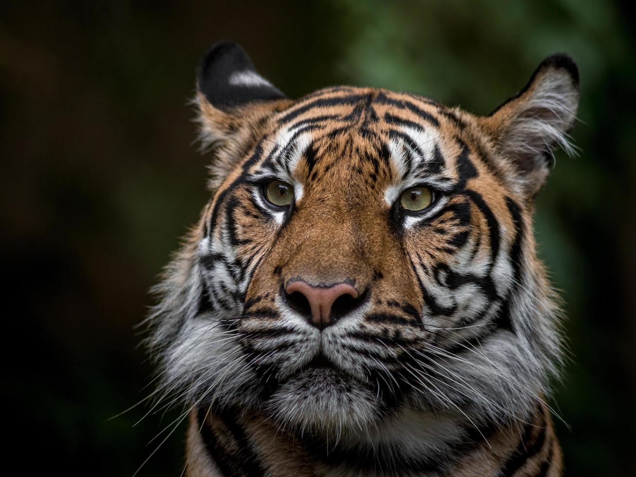 portret van Sumatraanse tijger foto