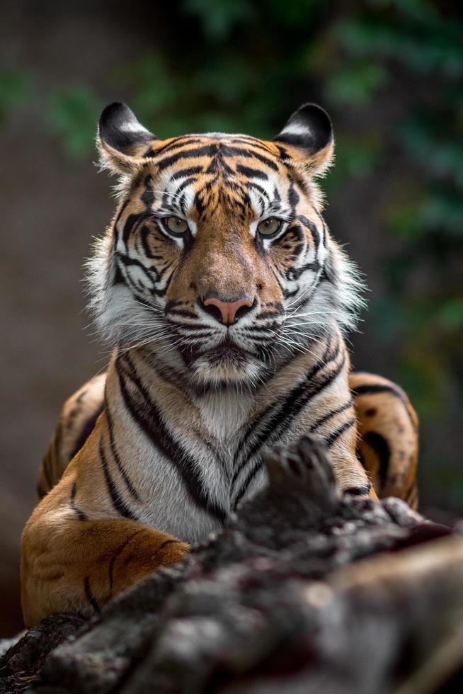 portret van Sumatraanse tijger foto