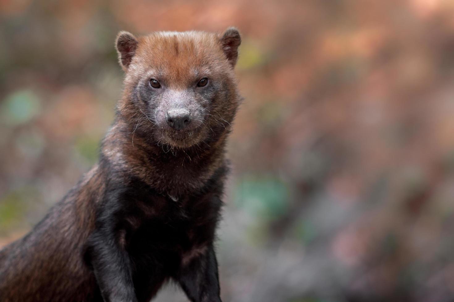 bush dog in dierentuin foto