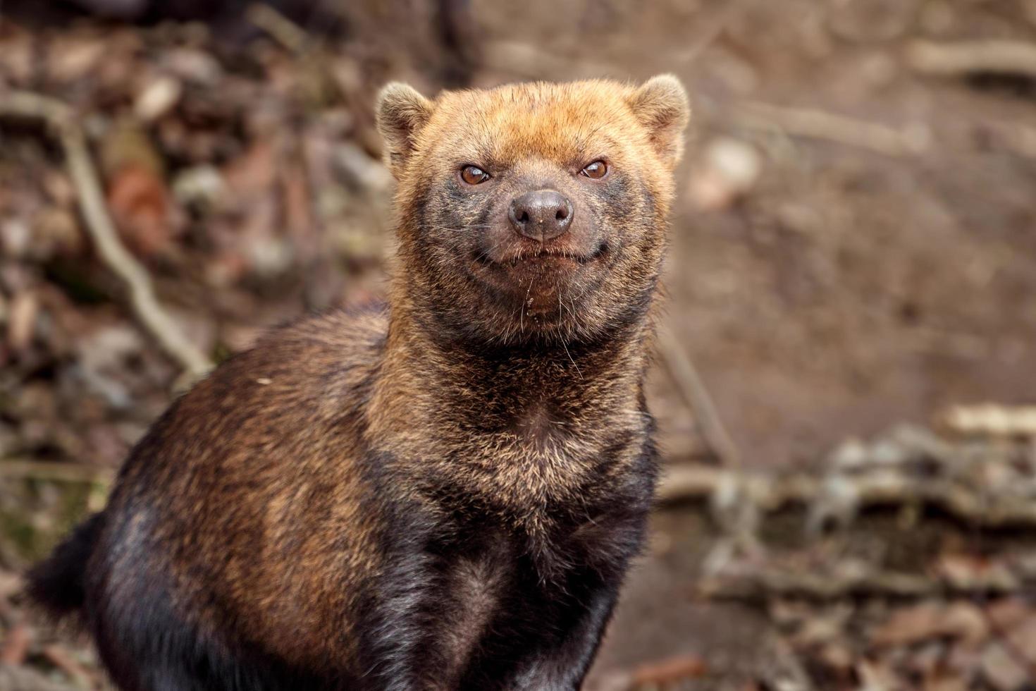 bush dog in dierentuin foto