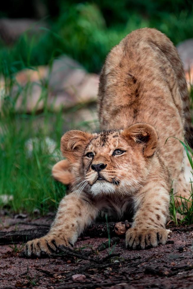 zuidelijke afrikaanse leeuw foto