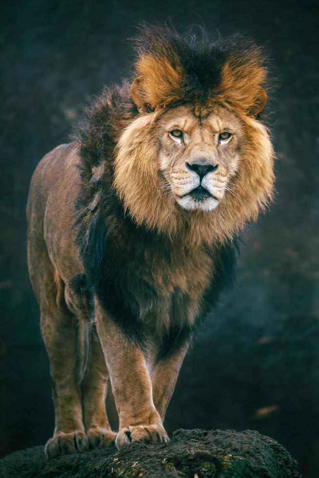 portret van leeuw foto