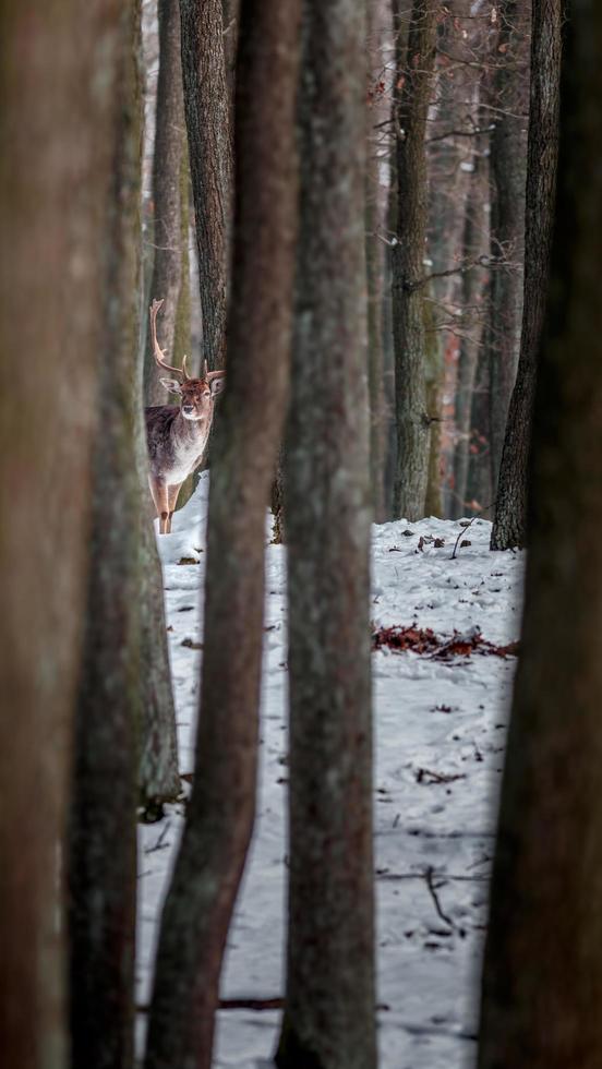 damherten in het wild foto