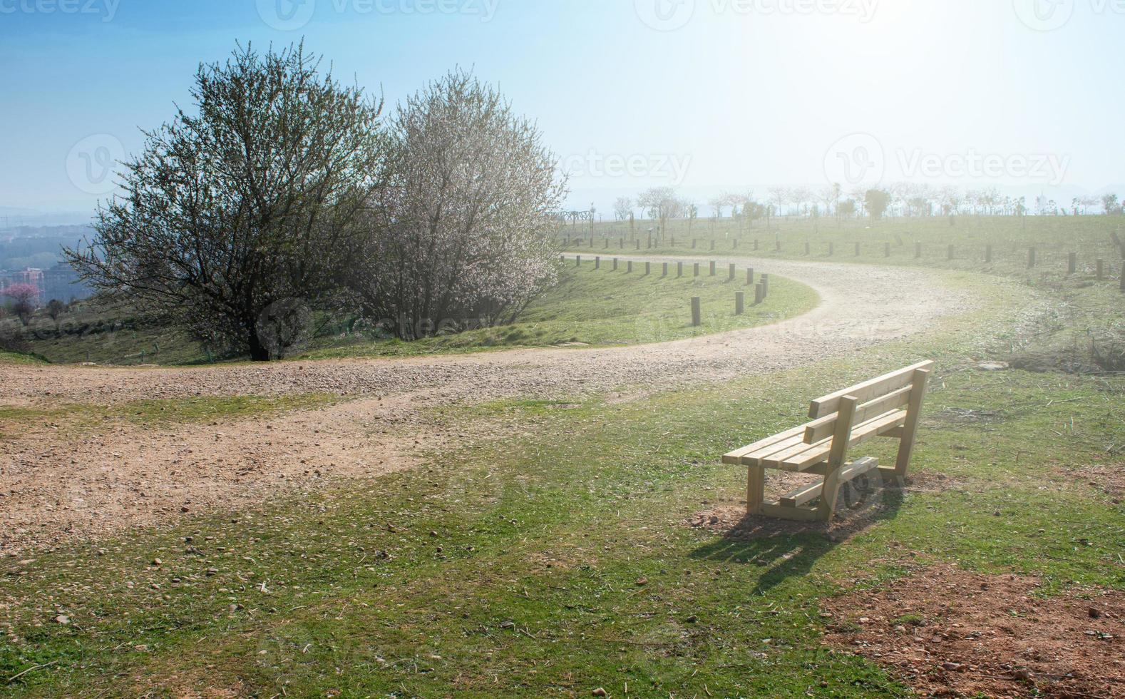 lege houten bankje in het voorjaarspark met een pad foto