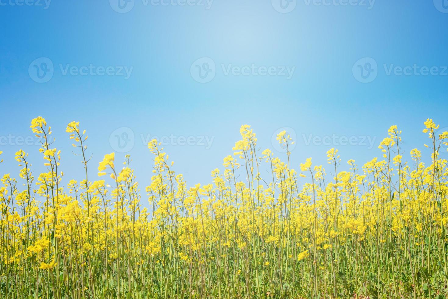 bloemen in een gewasveld met blauwe lucht op de achtergrond foto