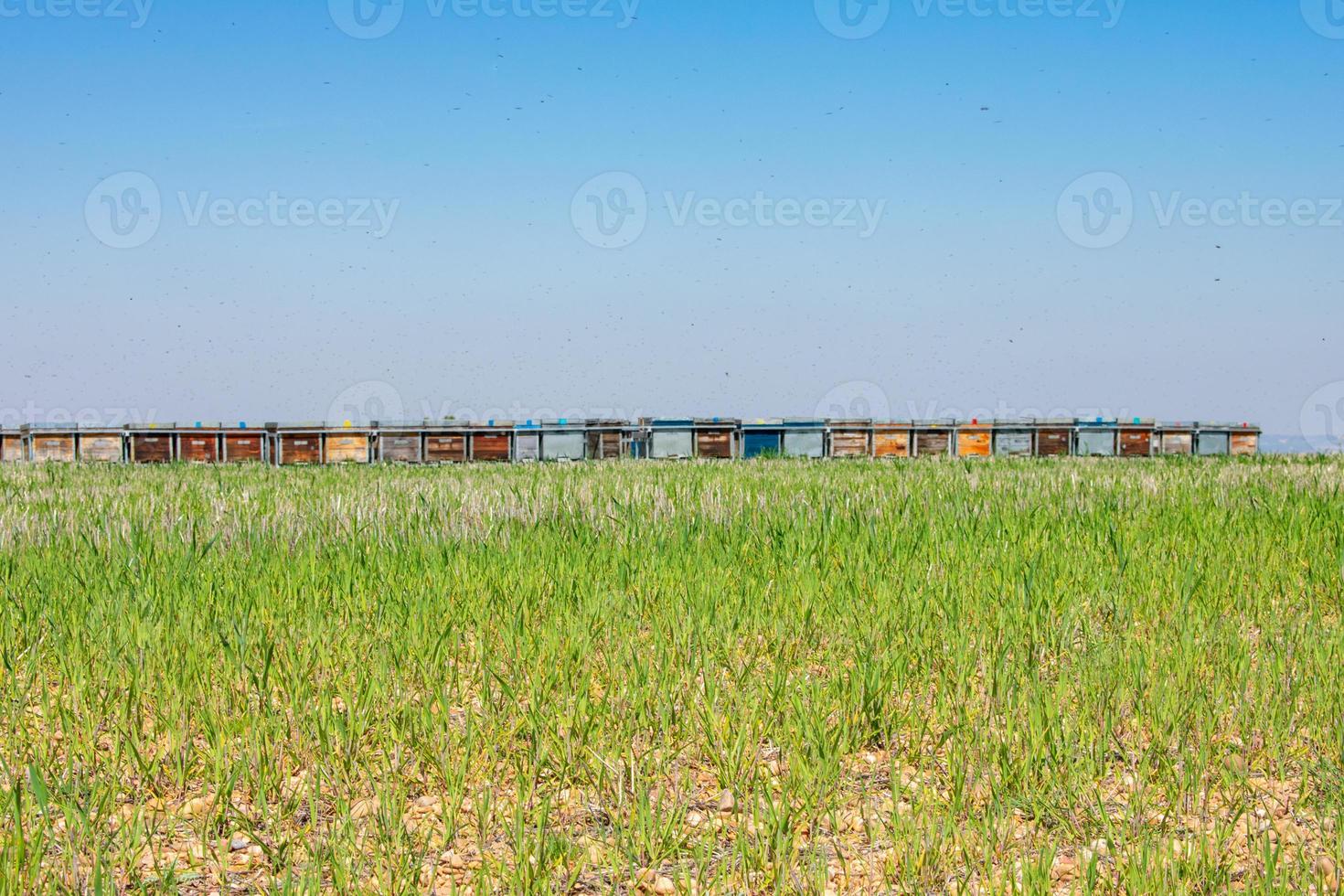 bijenkorven in een veld met gele koolzaadbloesems foto