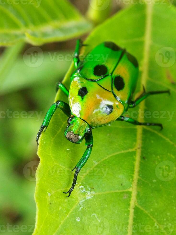 klein groen insect Aan een blad met vervagen achtergrond foto