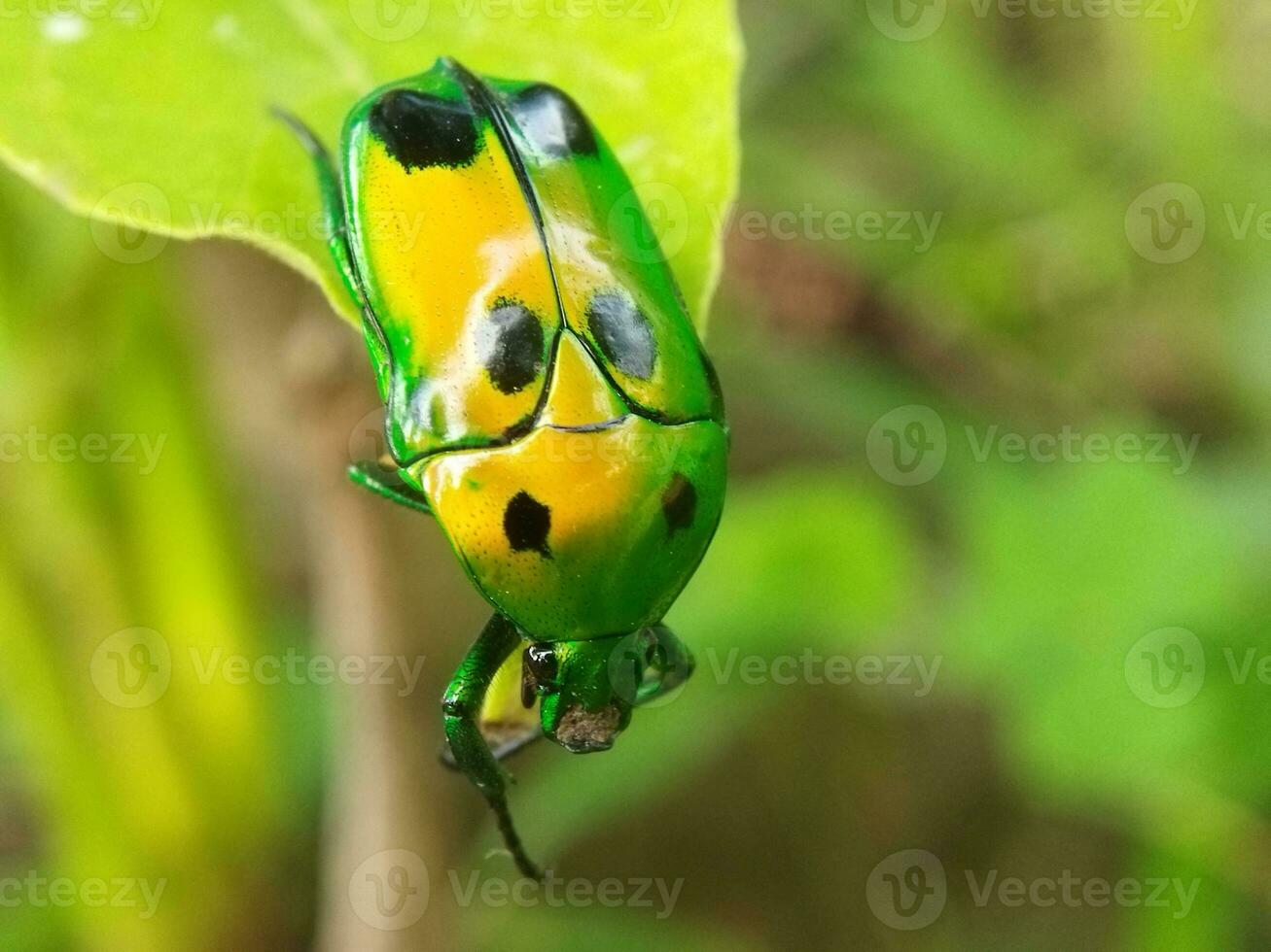 klein groen insect Aan een blad met vervagen achtergrond foto