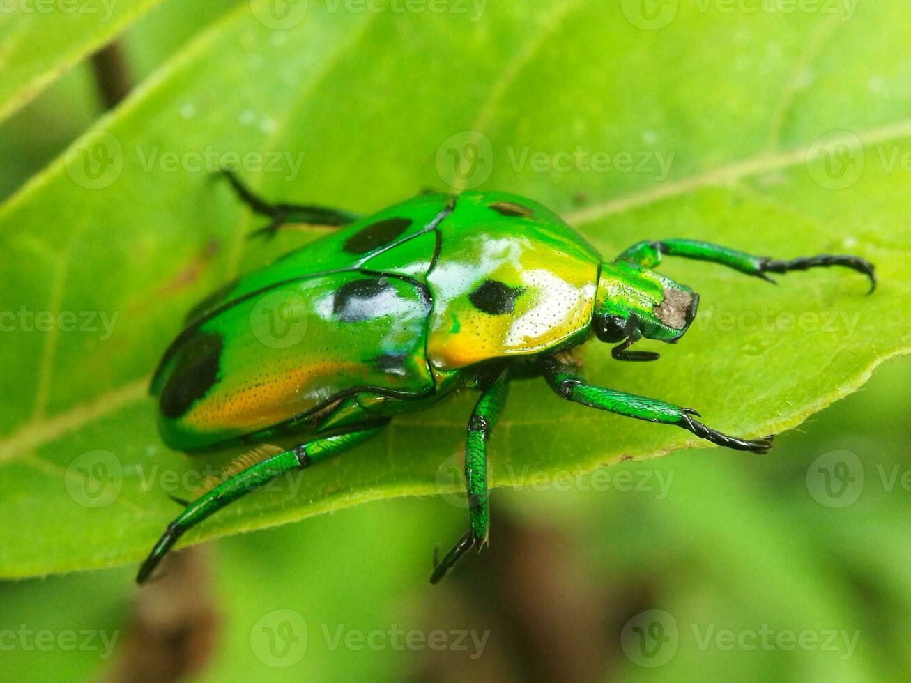 klein groen insect Aan een blad met vervagen achtergrond foto